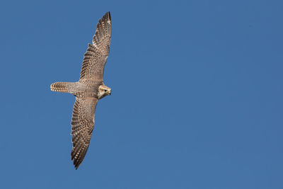 Low angle view of eagle flying against clear blue sky