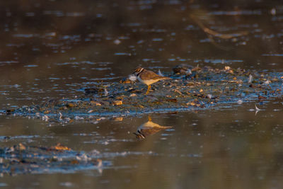 Birds swimming in lake