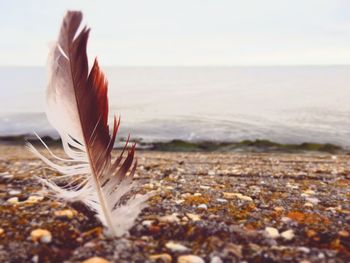 Close-up of feather at beach against sky