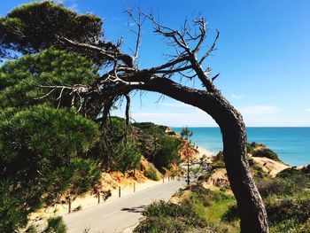 Trees by sea against clear sky