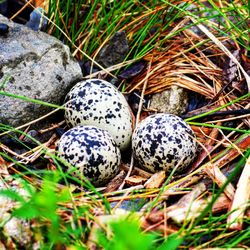 High angle view of eggs in grass