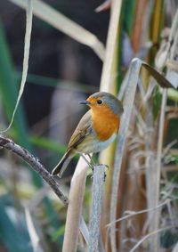 Close-up of robin perching on reed 