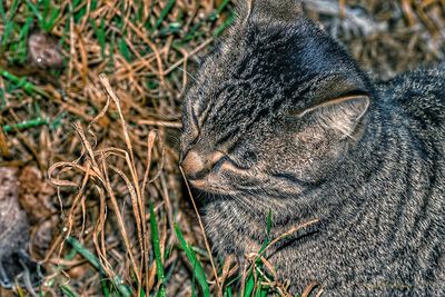 Close-up of cat