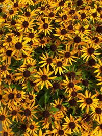 Extreme close up of yellow flower