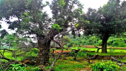 Trees growing on field