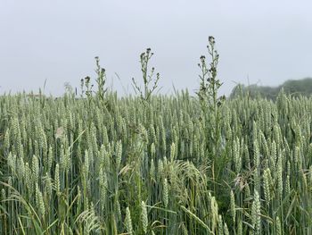 Close-up of wheat field against clear sky