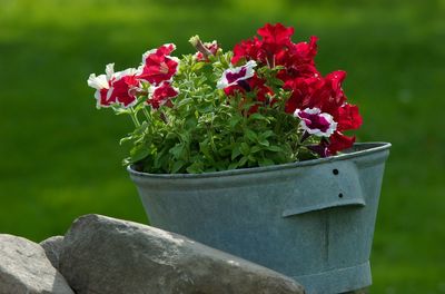 Close-up of red flower pot
