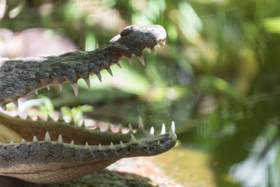 Close-up of lizard