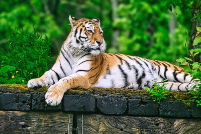 Tiger resting in a zoo