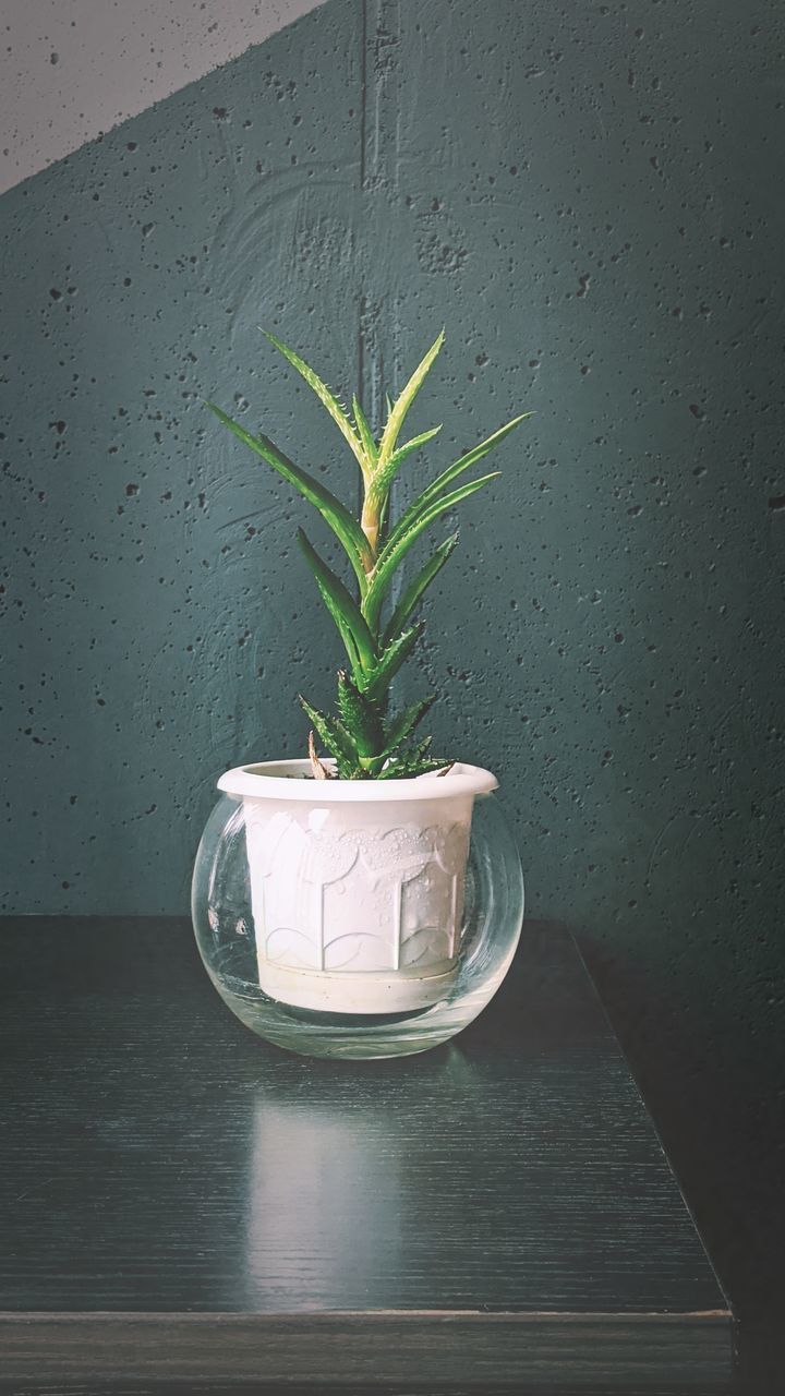 PLANT ON TABLE AGAINST WALL