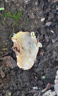 High angle view of mushroom growing on field