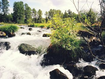 Stream flowing through a forest