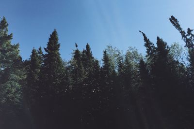 Low angle view of trees against clear sky