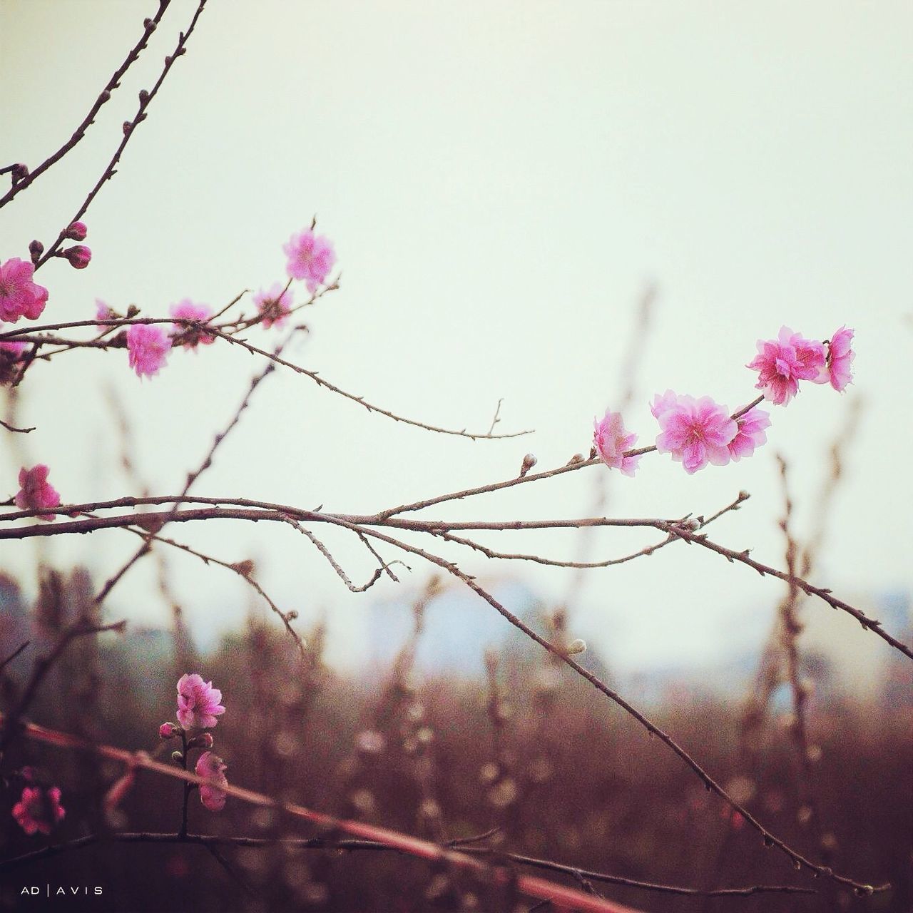 flower, fragility, freshness, focus on foreground, growth, beauty in nature, close-up, nature, clear sky, pink color, plant, stem, branch, blooming, season, day, petal, selective focus, outdoors, no people