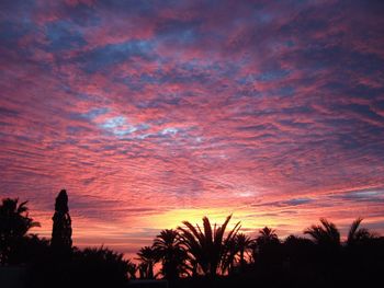 Low angle view of silhouette trees against orange sky