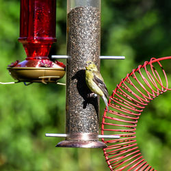 Close-up of bird perching on feeder