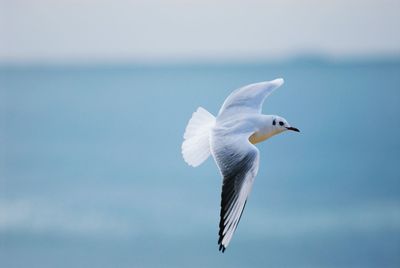 White bird flying against sky