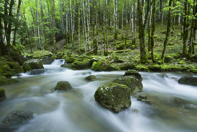 Scenic view of waterfall in forest