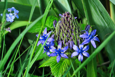 Close-up of purple flowering plants