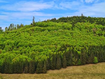 Scenic view of pine trees in forest against sky