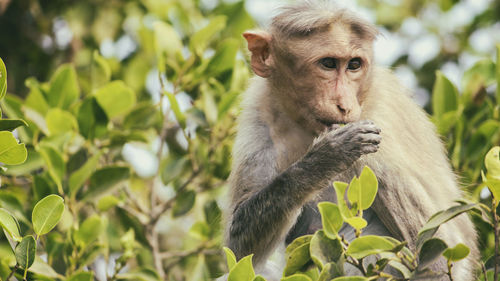 Close-up of monkey sitting on tree