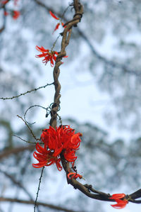 Close-up of red flowering plant