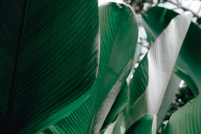 Full frame shot of plants