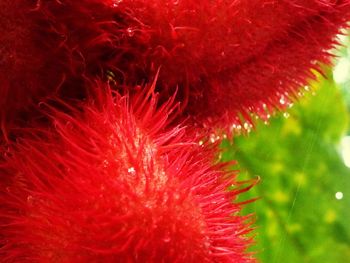 Close-up of red caterpillar