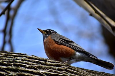 Low angle view of bird perching on branch