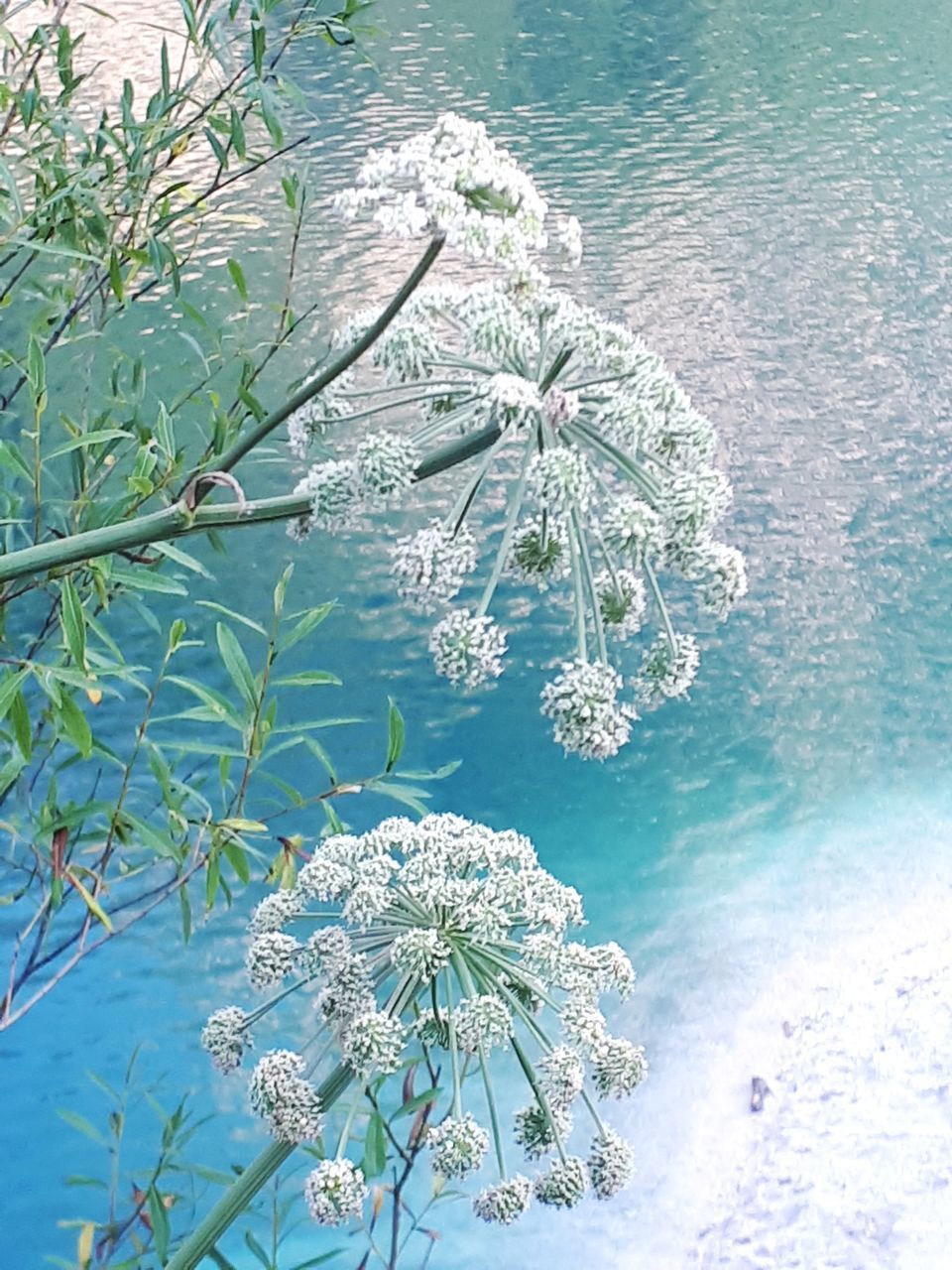 HIGH ANGLE VIEW OF PLANT ON SEA