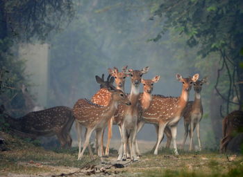 A spotted deer flock
