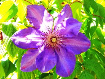 Close-up of purple flowers
