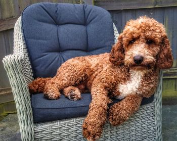 Dog sitting on sofa at home