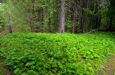 Scenic view of forest