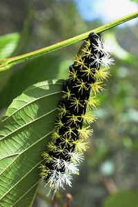 Close-up of grasshopper on tree