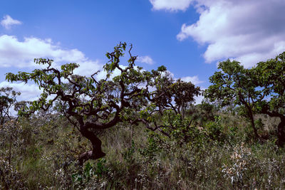 Low angle view of trees on field against sky