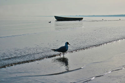 Seagull perching on a beach against moored boat