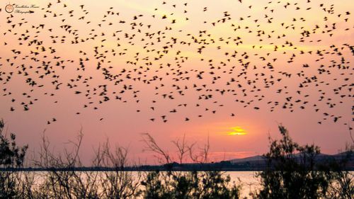 Silhouette of birds flying over sea