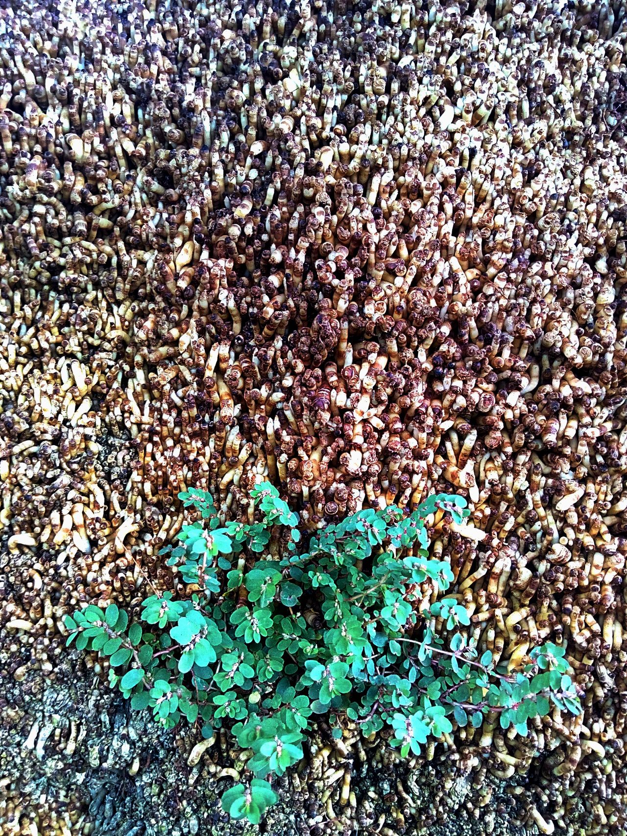 Vegetation on the root