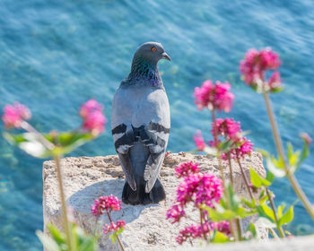 Close-up of bird perching on pink flower