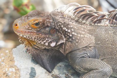 Close-up of lizard