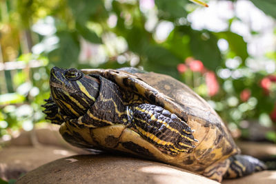 Close-up of turtle