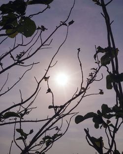 Low angle view of silhouette tree against sky during sunset