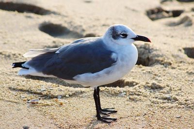 Close-up of seagull perching on sand at beach