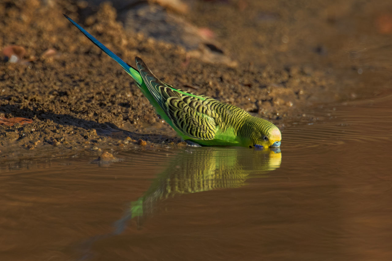 Melopsittacus undulatus