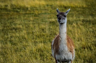 Portrait of guanaco standing in field