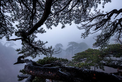 Trees against sky during winter