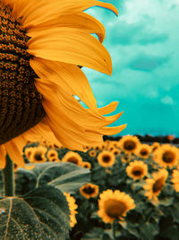 Close-up of sunflower