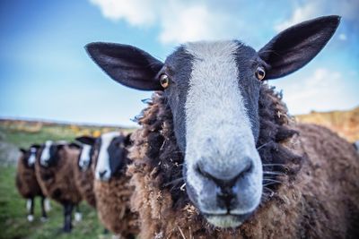 Close-up portrait of sheep on field against sky