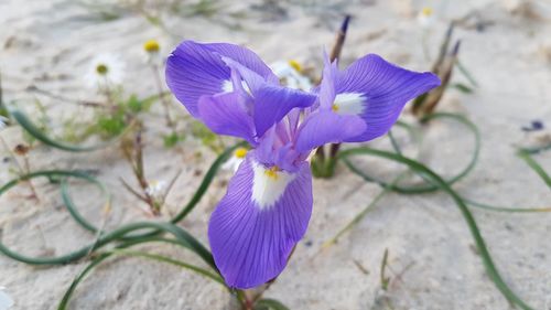 Close-up of blue crocus blooming outdoors